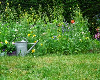 wildflower border with watering can and lawn