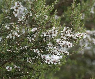 white flowers of shrub Leptospermum scoparium