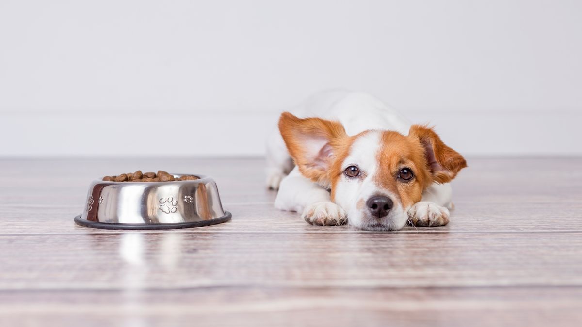 Dog Won't Give Up Trying to Eat Bone in Her Water Bowl [Video