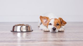 Cute small dog lying next to a bowl of kibble looking at the camera