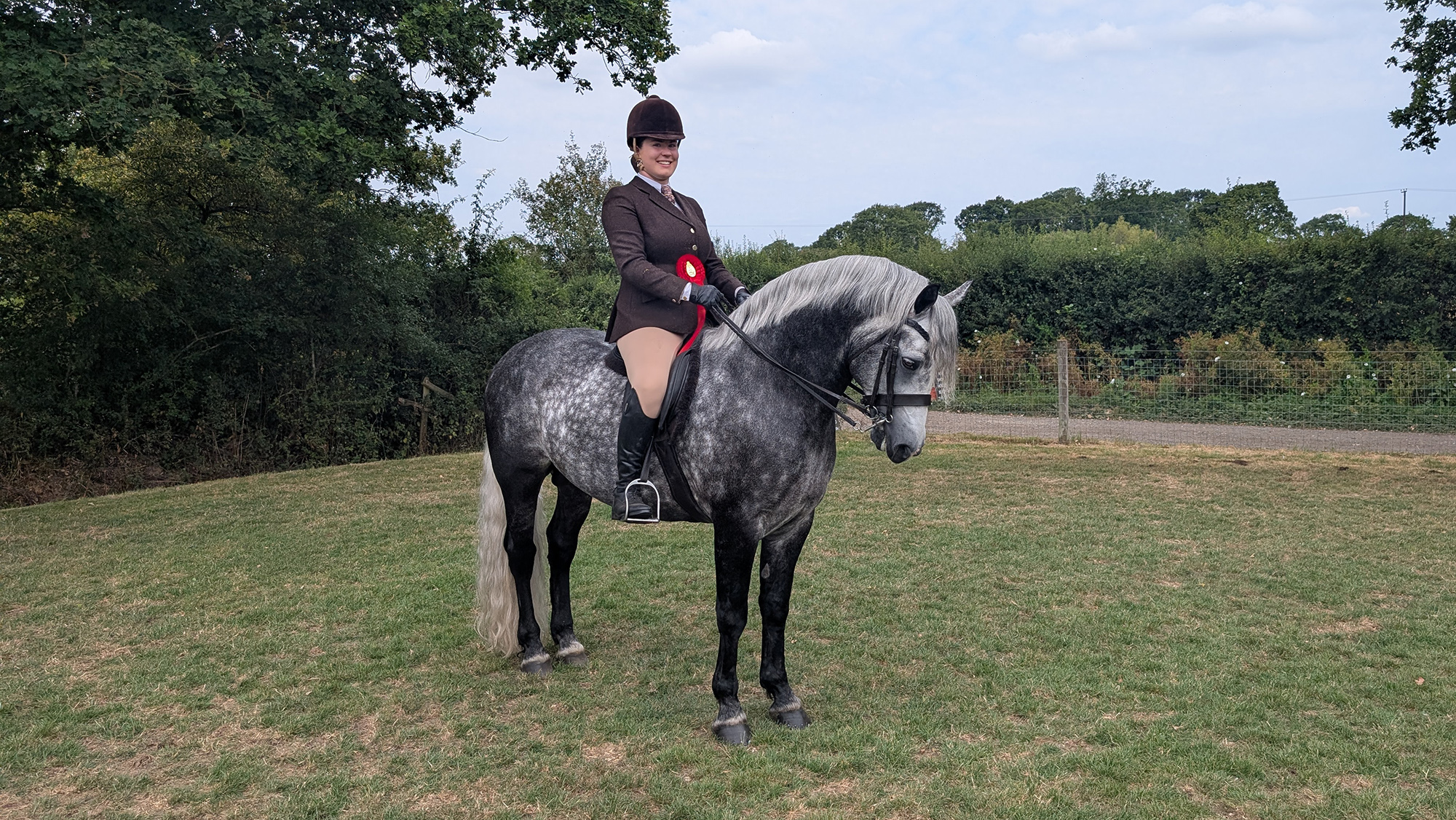 A dark dapple grey Connemara stallion with pricked ears with rider wearing a red rosette