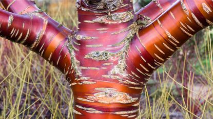 best plants with attractive winter bark and stems