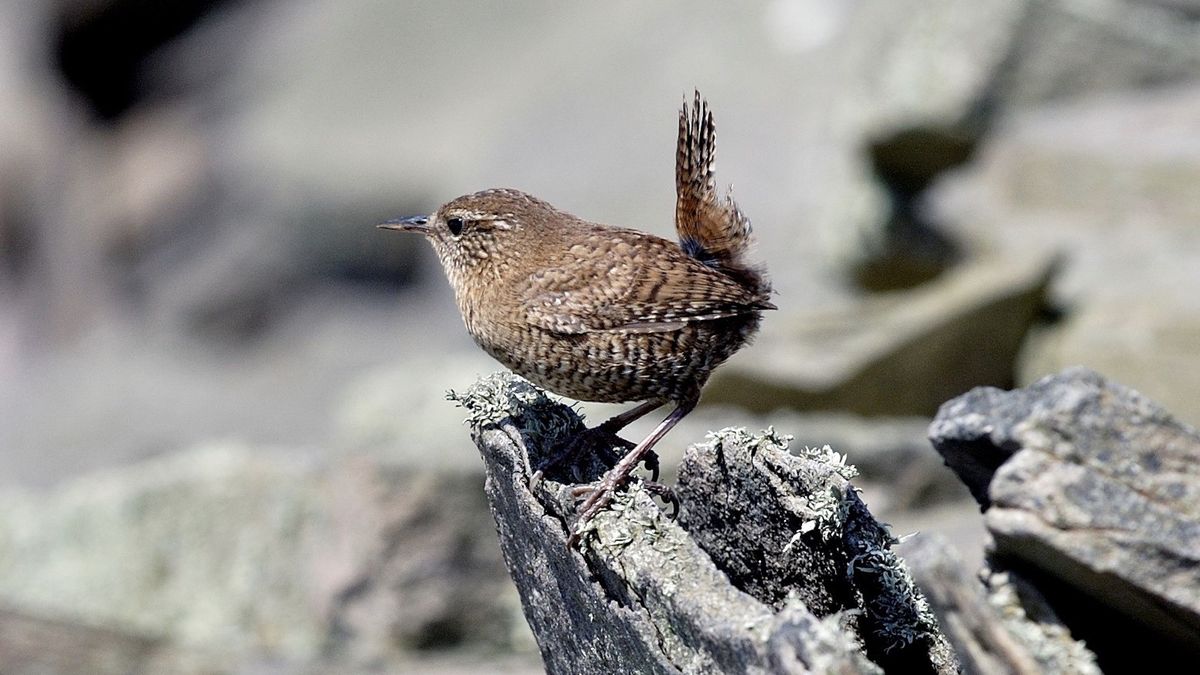 Wren in Scotland