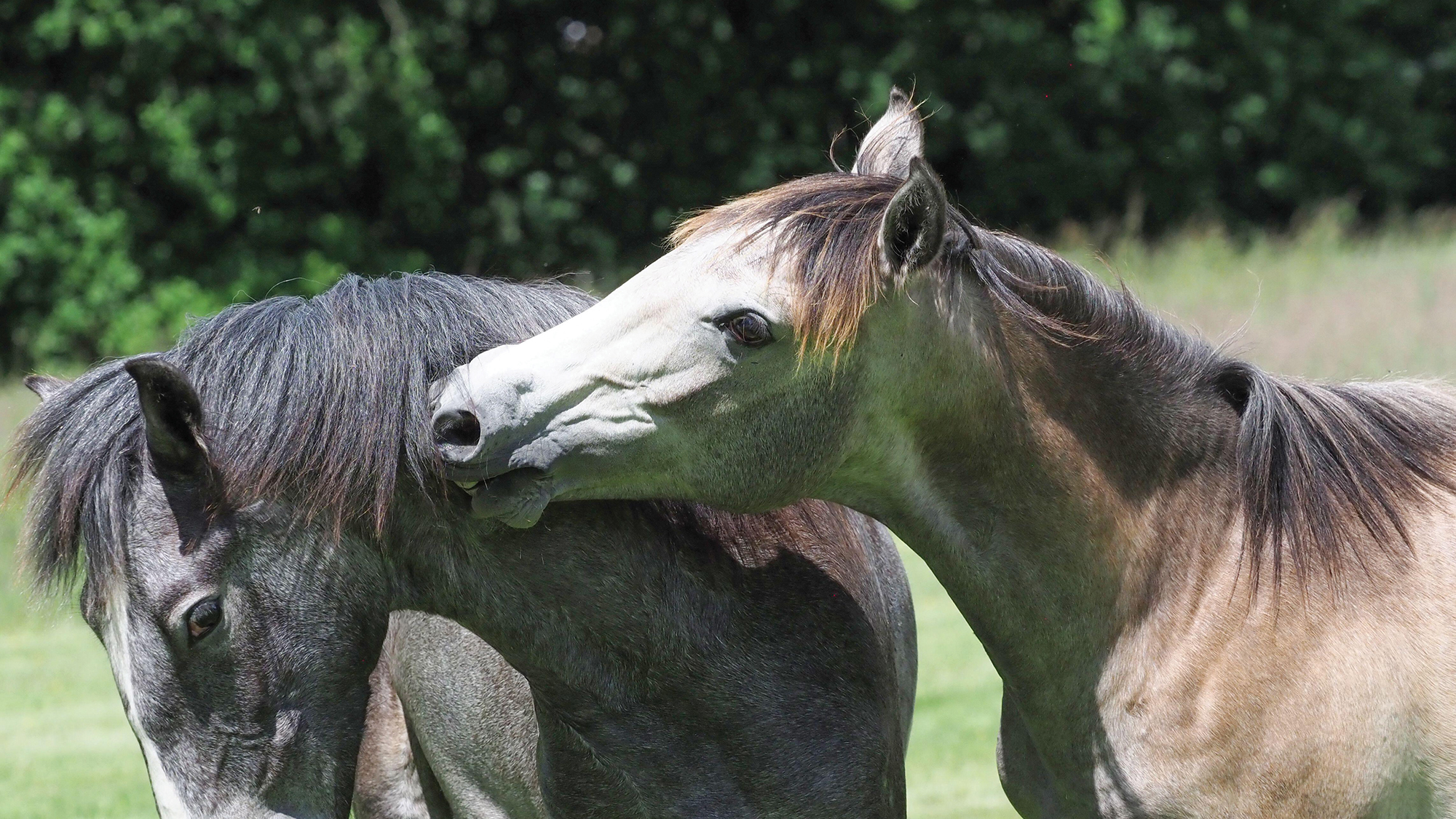 Two young colts play biting in a field