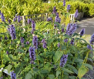 Purple agastache blooms in a garden border