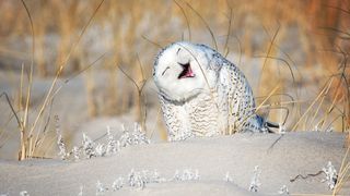 A snowy owl appears to be laughing.