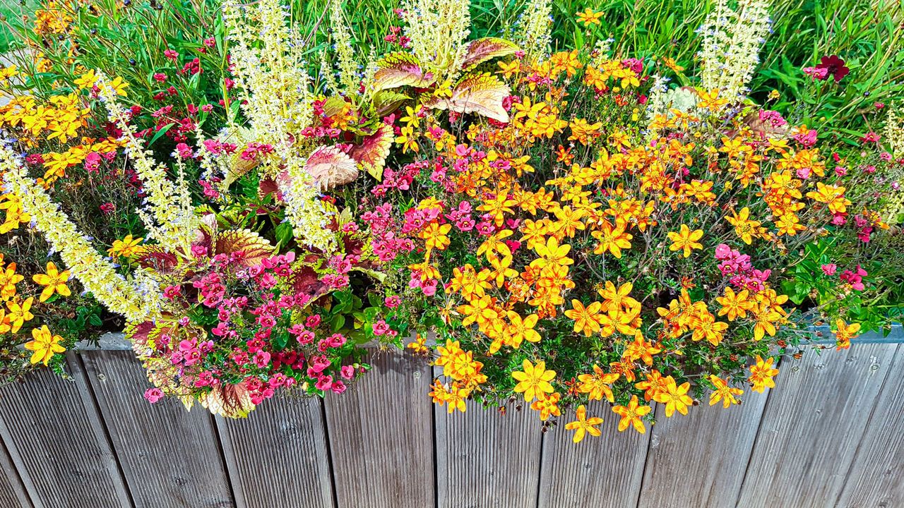 small raised bed filled with flowers and plants