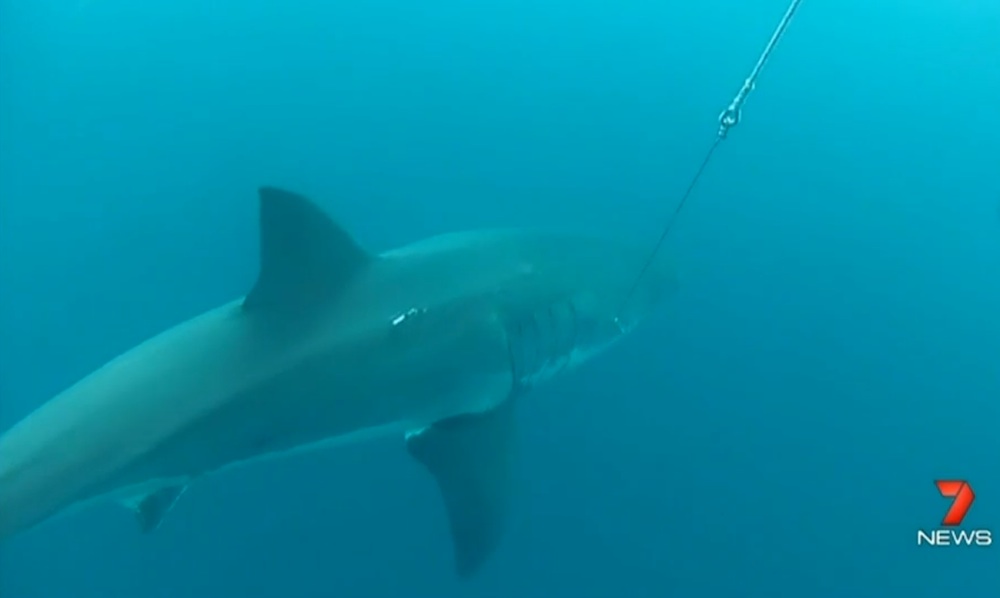 16-Foot Great White Shark Spotted Near Australian Beach | Live Science