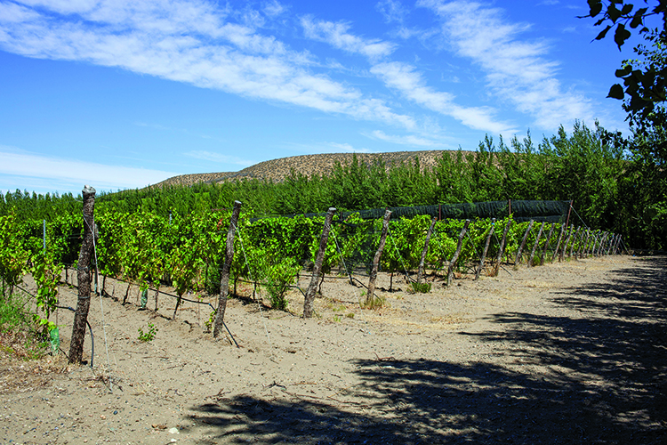 One-of-Bodega-Otronia%E2%80%99s-plots-on-its-vineyards-at-Sarmiento-in-the-Chubut-province.jpg
