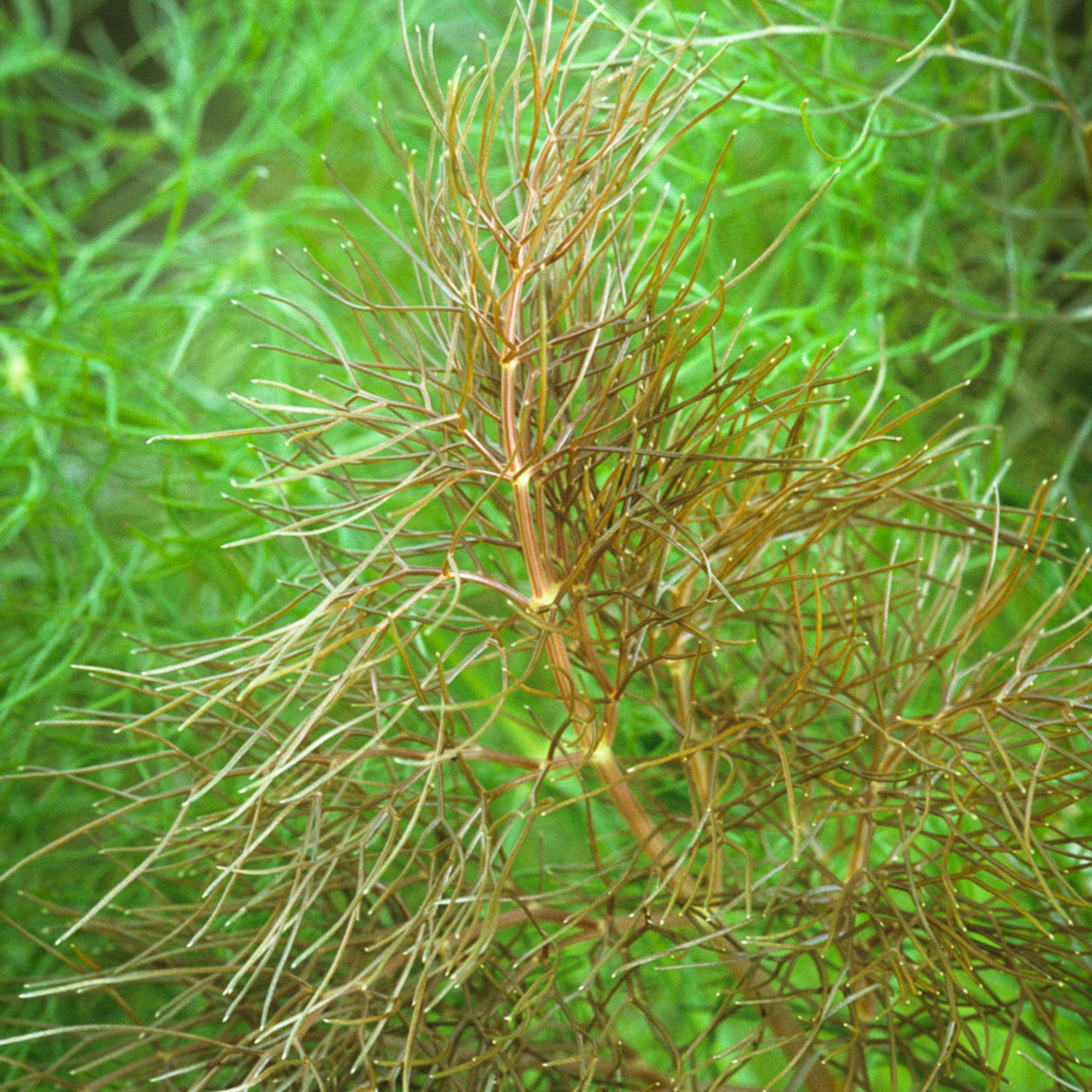 Sarah Raven Bronze Fennel Foeniculum vulgare ‘Purpureum’