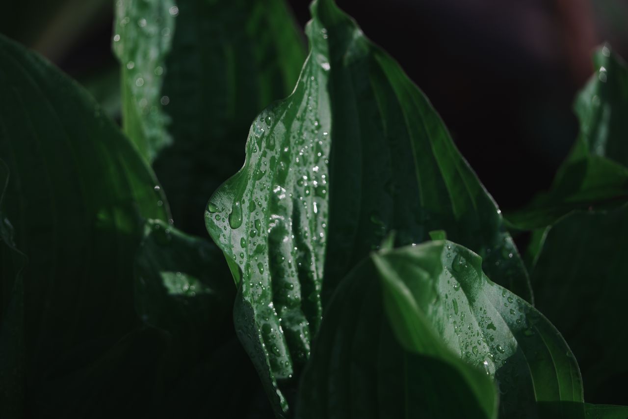 Sample image shot on the Sony A7R VI, unedited JPEG