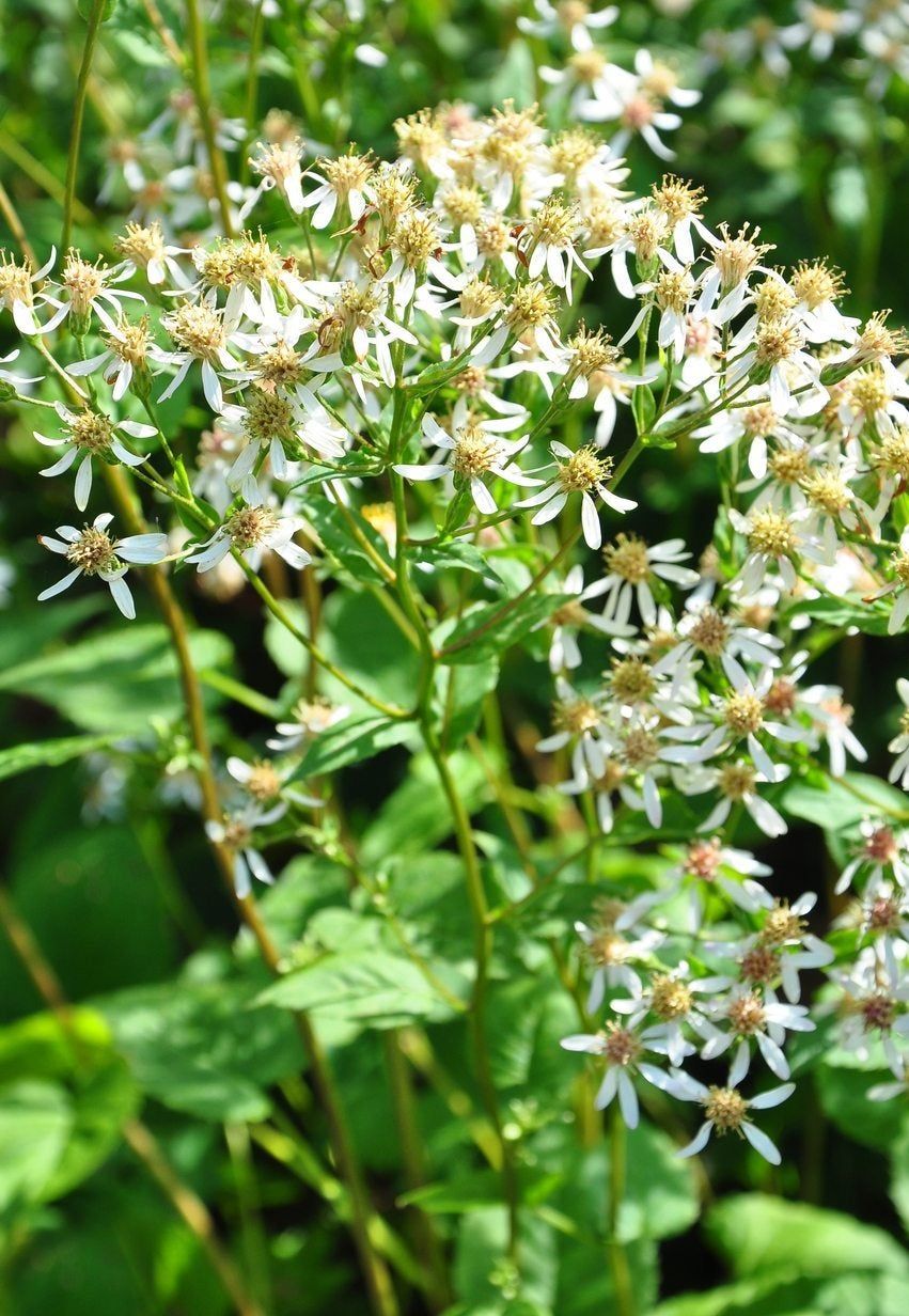 Bloomed Aster Plants