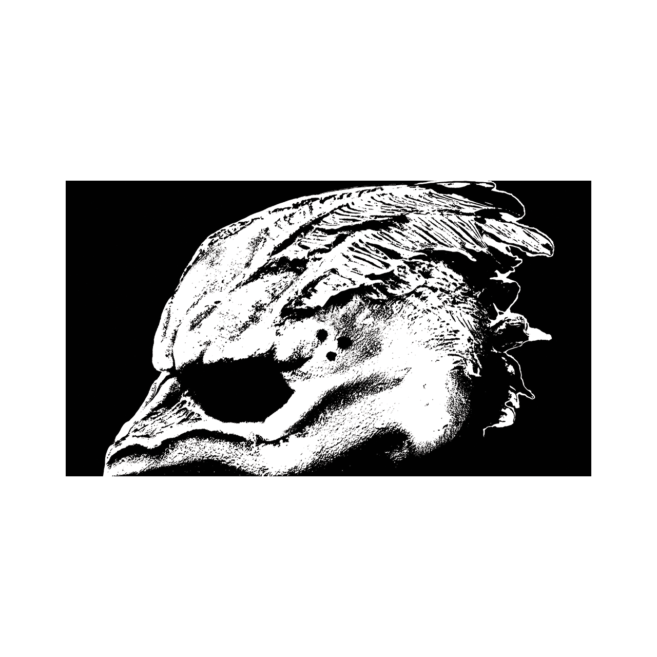 legend of the seagullmen