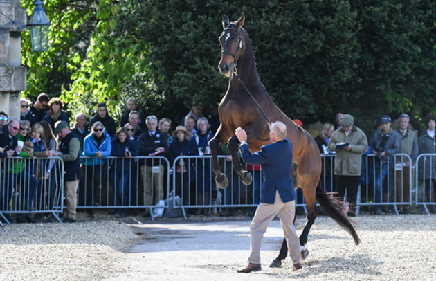 Badminton vet inspecition 2018 Denis Mesples Oregon De La Vigne