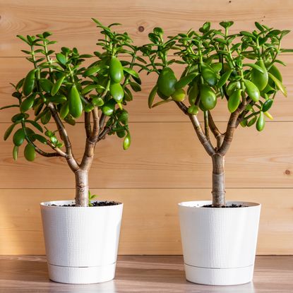 Jade plants in white pots