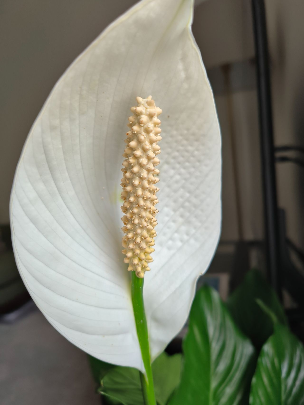 close up of flower OPPO Find N2 Flip camera