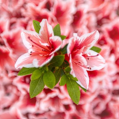Close up of pink and white azalea flowers