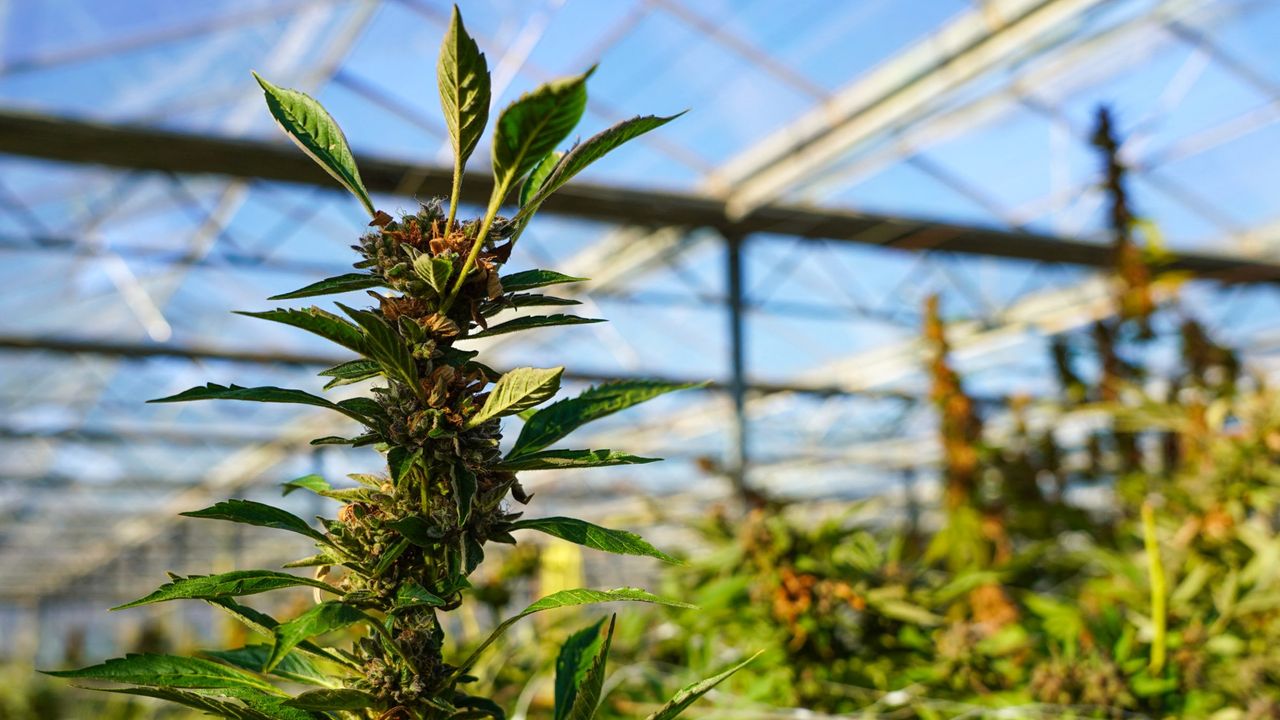 A general view of a cannabis farm in Mattituck, New York.