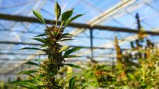 A general view of a cannabis farm in Mattituck, New York.