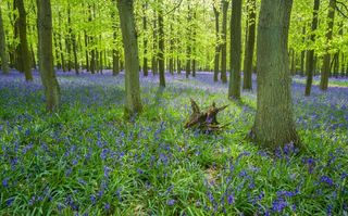 Bluebells in full bloom covering the floor in a carpet of blue in a beautiful beach tree woodland in Hertfordshire ©Alamy