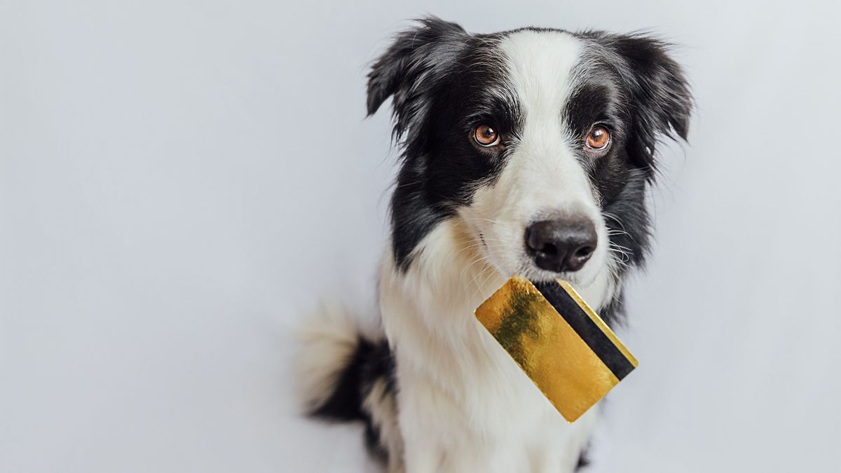 Dog with gold credit card in mouth