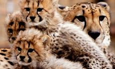 Cheetah cubs