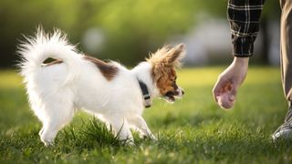 Papillion plays with ball