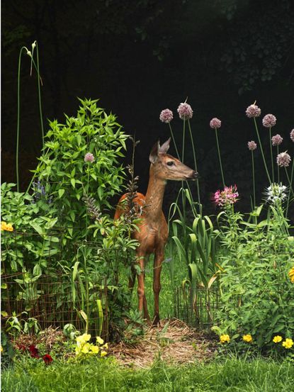 Deer Standing In A Garden