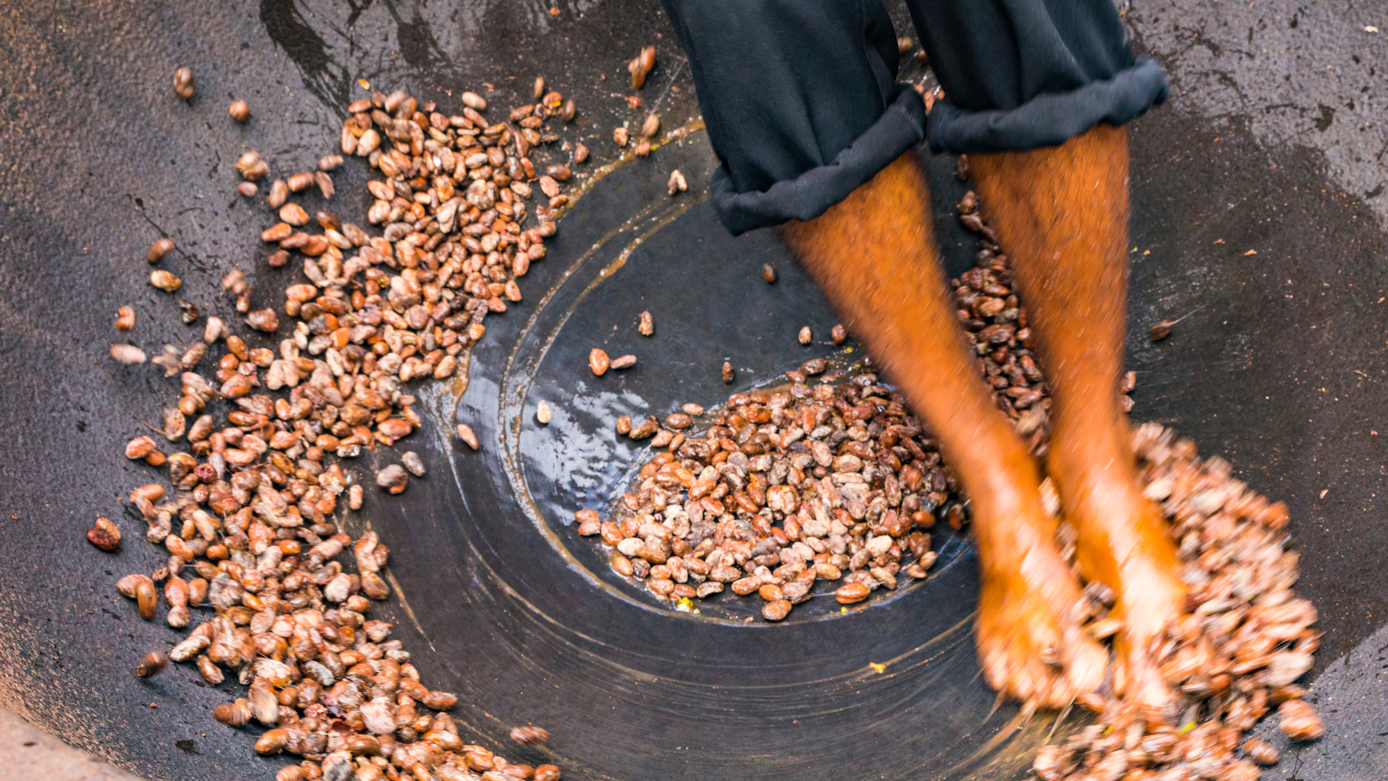 Chocolate dancing at Fond Doux, Saint Lucia.