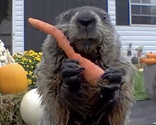 Chunk the groundhog eating a carrot