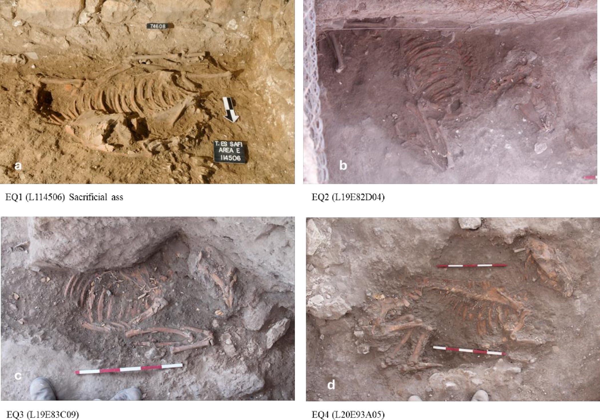 a series of four images of the excavated remains of donkeys