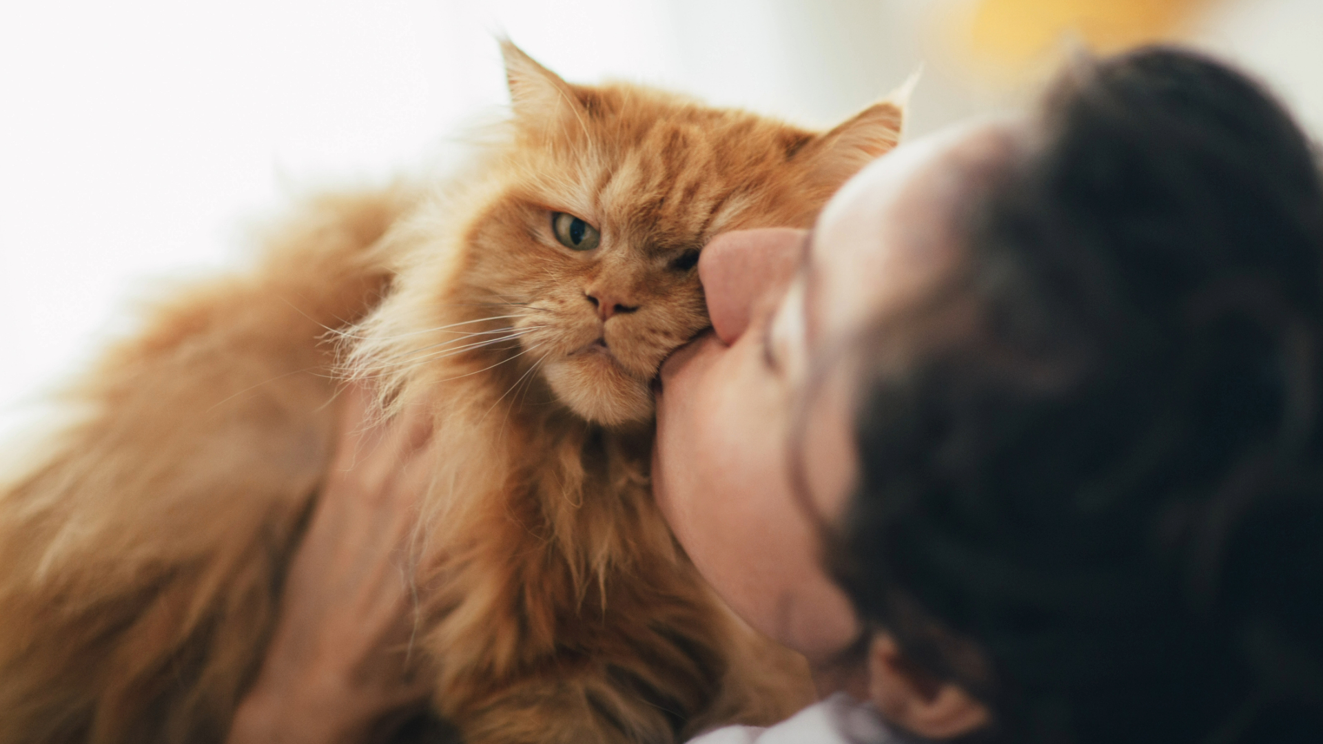 Owner kissing ginger cat