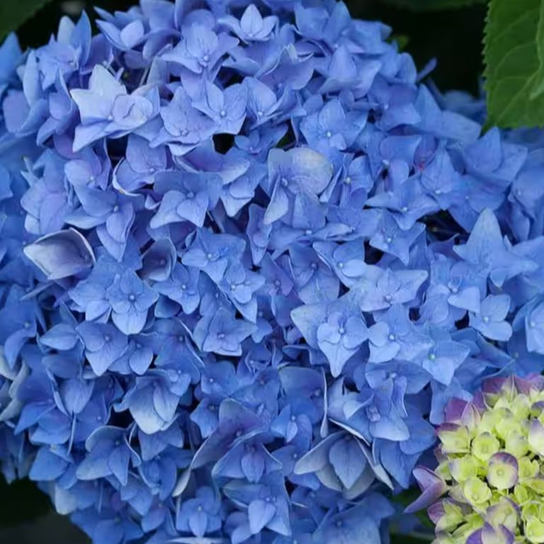 5 best outdoor potted plants for small spaces Real Homes