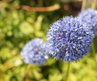 Allium blue flowers