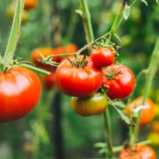tomatoes on plants