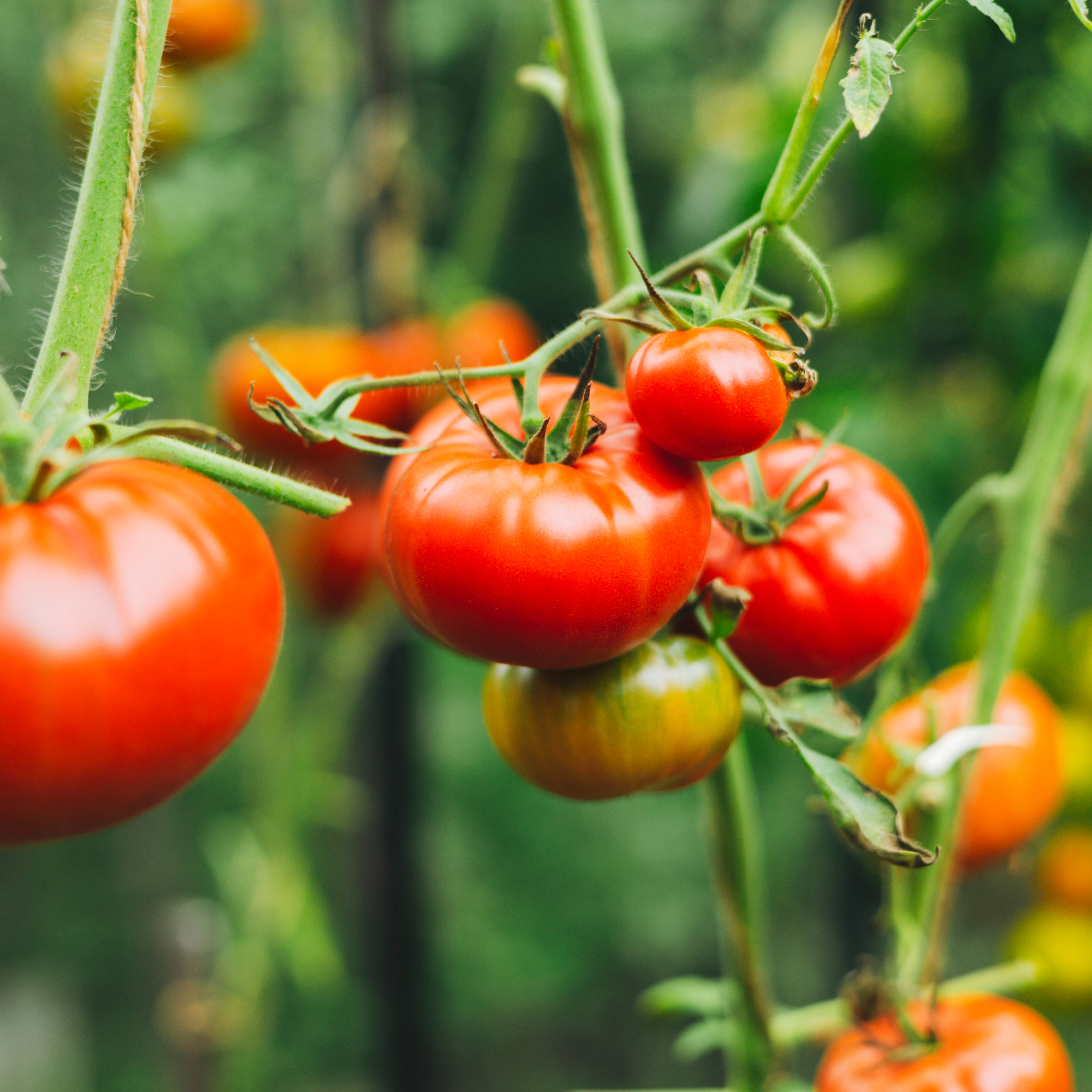 tomatoes on plants