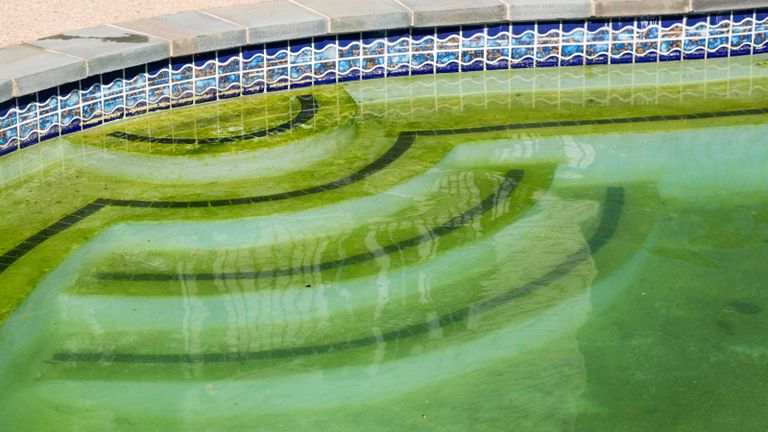 green algae on pool steps