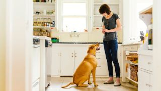 Woman training dog in kitchen