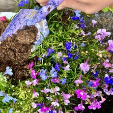 Rocketgro magic mulch in a pot with lobelia flowers 2000x2000