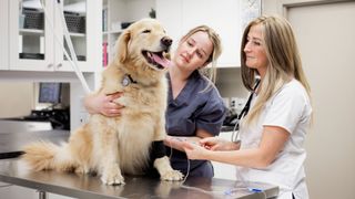 Veterinarian attaching an IV to a Golden Retriever at a clinic