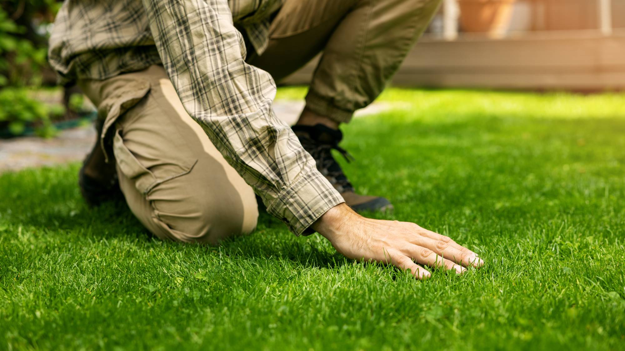 Gardener runs hand over lush lawn grass