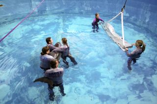 Edna the dolphin release