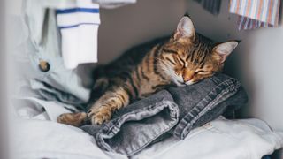 Cat sleeping on clothes