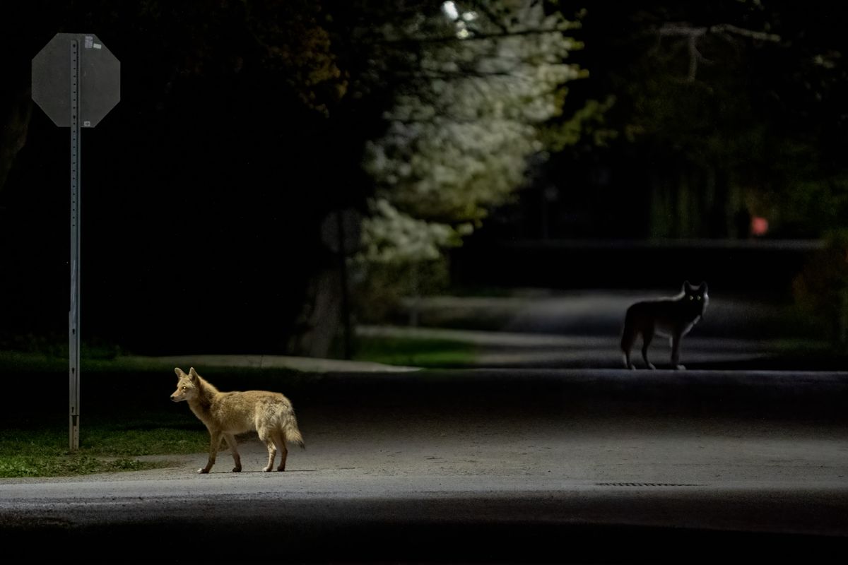 Picfair Urban Wildlife Photography Awards 2022 winning images