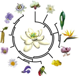 This simplified map shows that every living flower evolved from this single ancestor (see middle) that lived approximately 140 million years ago.