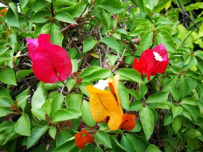 Mini Dwarf Bougainvillea Plant