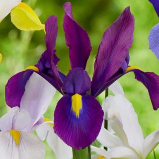 Iris