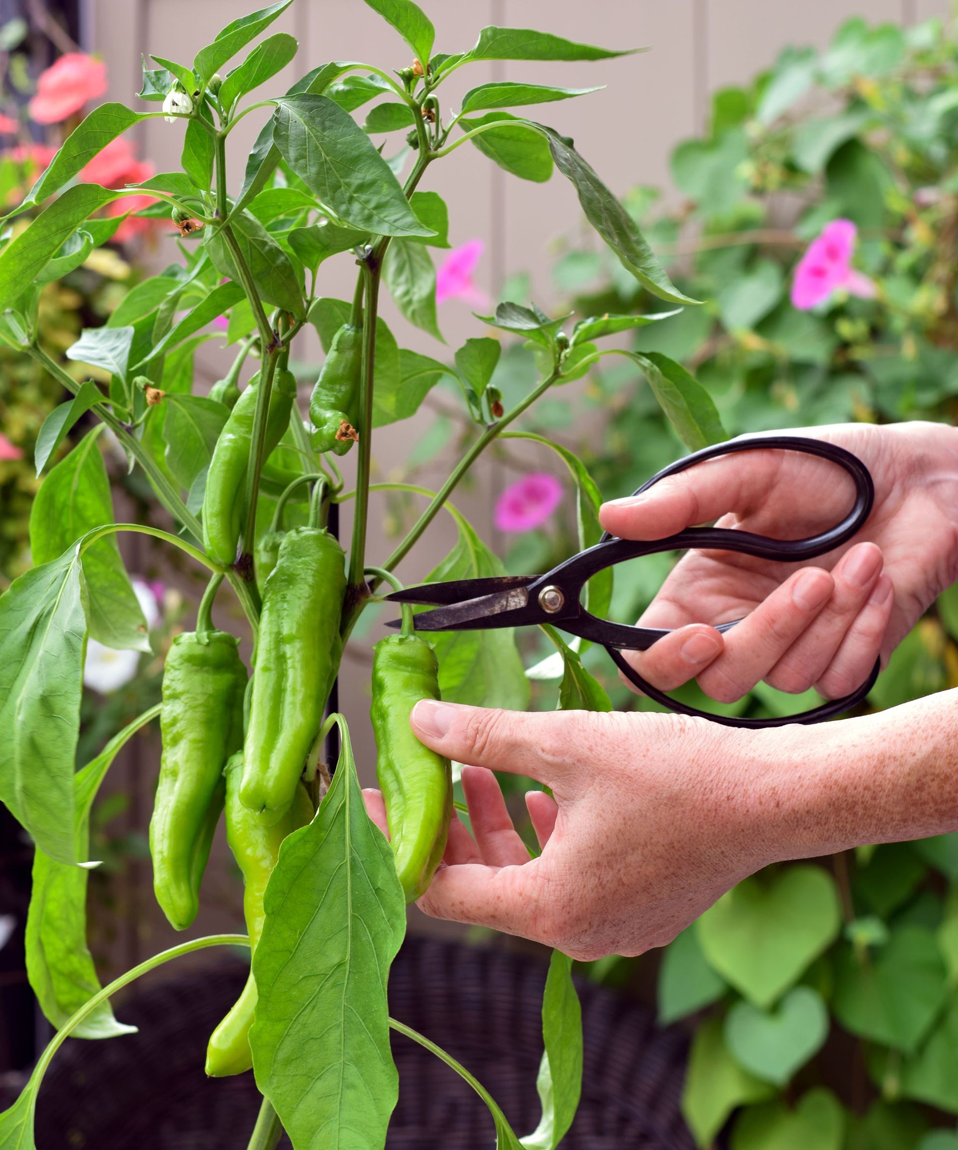 trimming chili pepper plant fruits