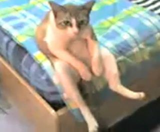 Cat Chilling On The Bed