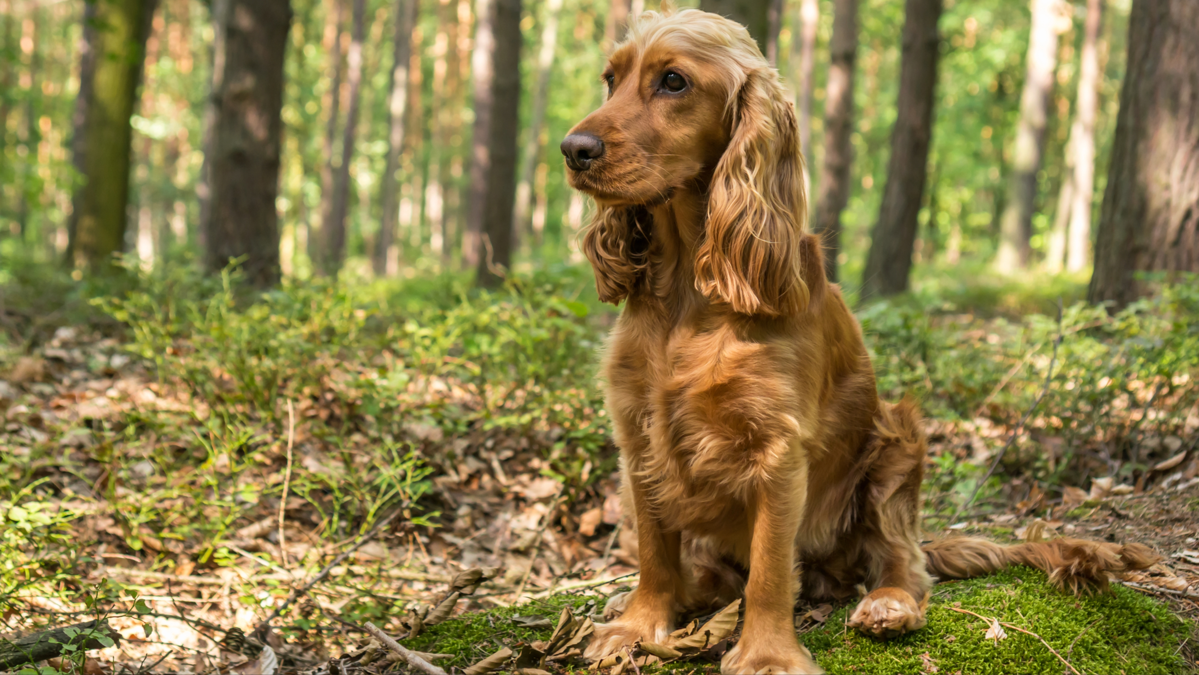 English Cocker Spaniel